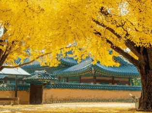 韩国外贸数据,外贸数据,威九国际V9外贸数据